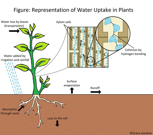 How Plants Intake Water