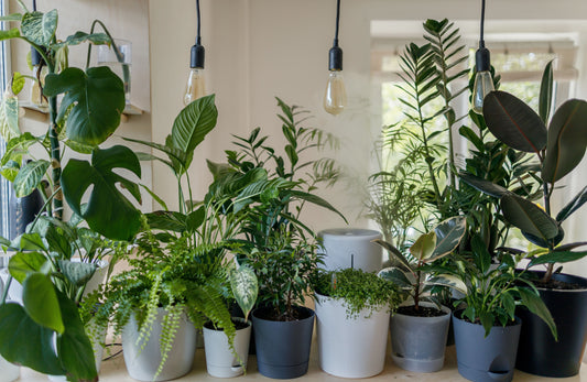 Plants in the Home